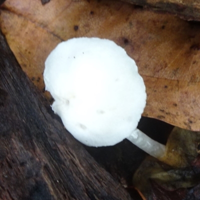 Leucocoprinus sp.