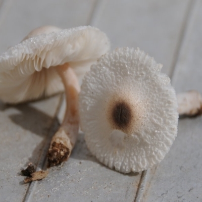 Leucocoprinus sp.