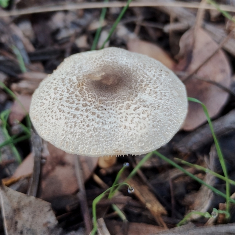 Leucocoprinus sp.