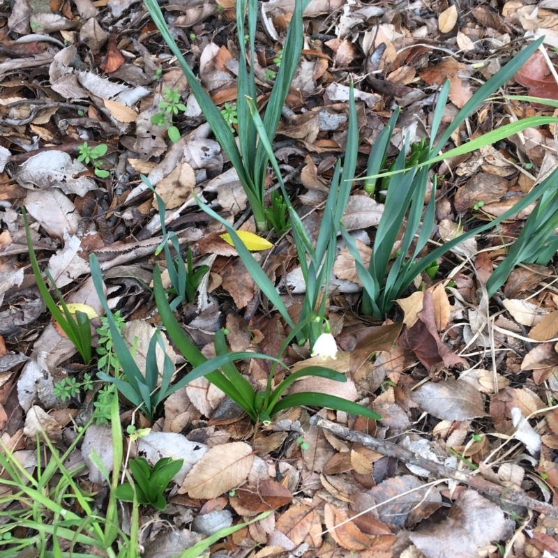 Leucojum aestivum