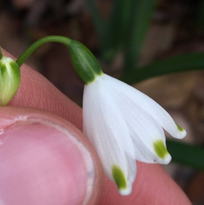 Leucojum aestivum