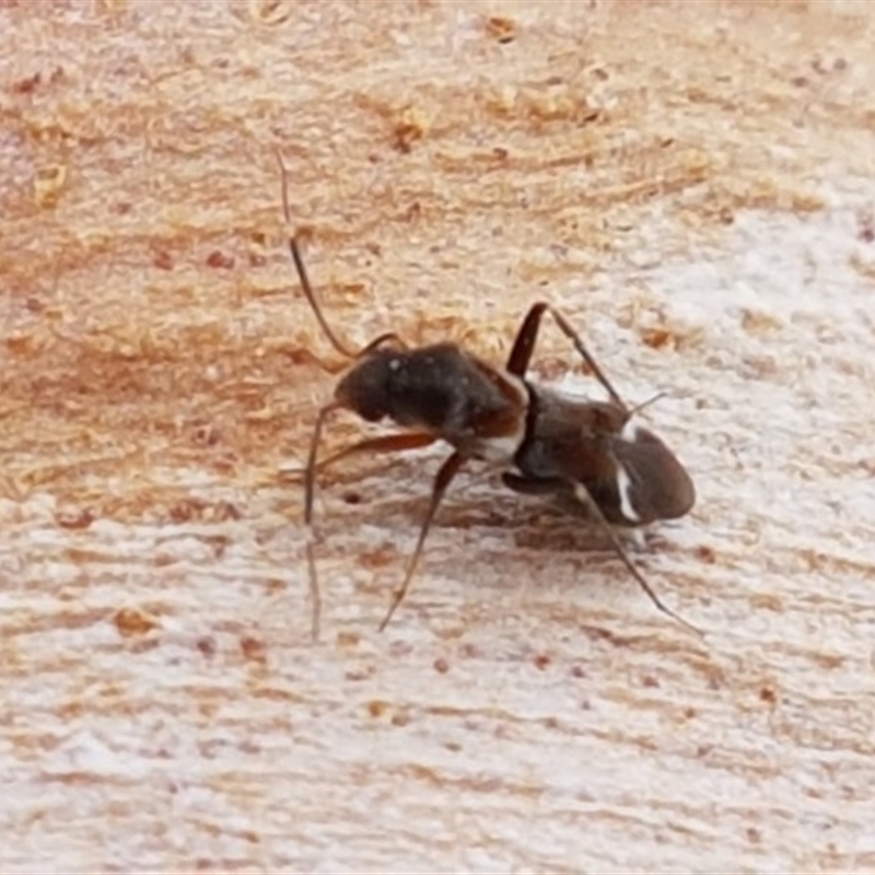 Leucophoroptera sp. (genus)