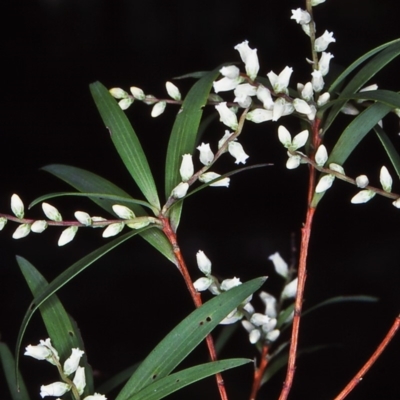 Leucopogon affinis