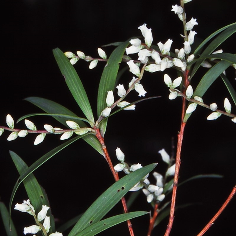 Leucopogon affinis