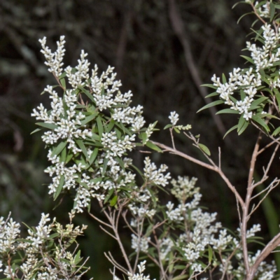 Leucopogon affinis