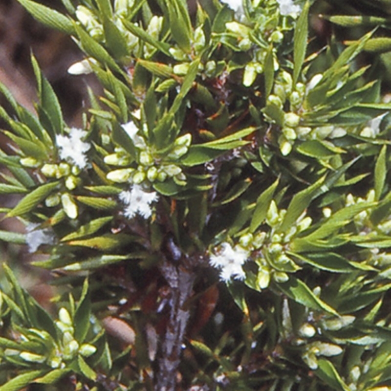 Leucopogon appressus