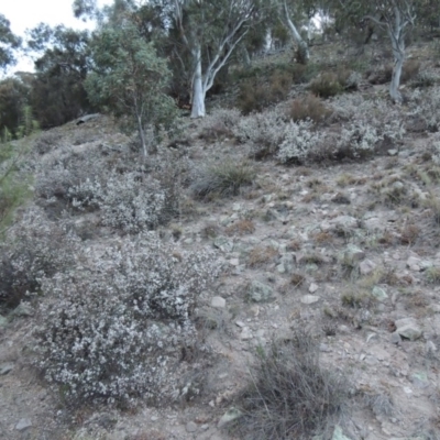 Leucopogon attenuatus