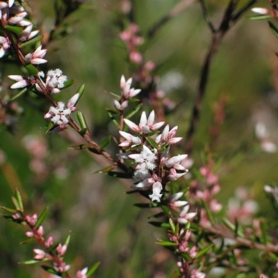 Leucopogon ericoides