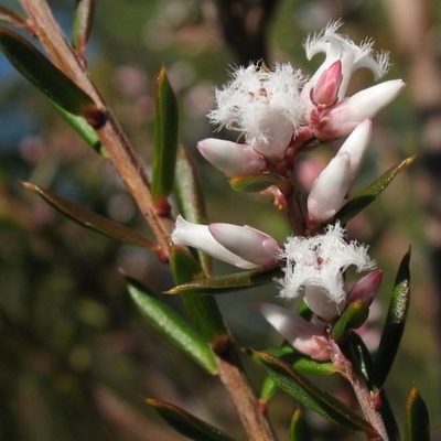 Leucopogon ericoides