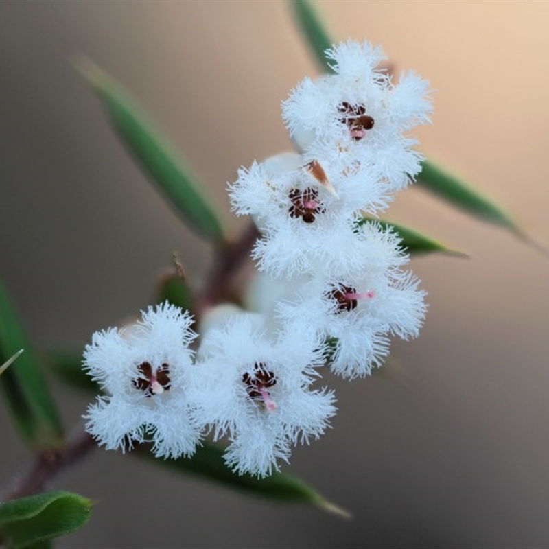 Styphelia fletcheri subsp. brevisepala