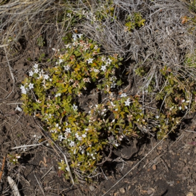 Leucopogon fraseri