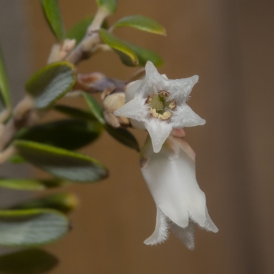 Leucopogon gelidus