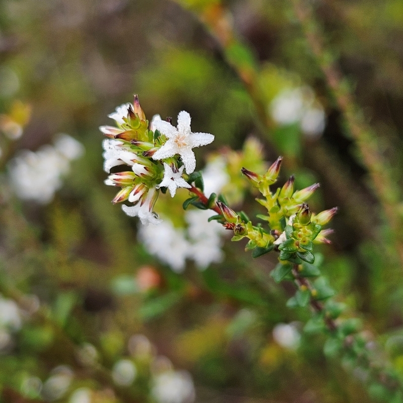 Leucopogon microphyllus var. microphyllus