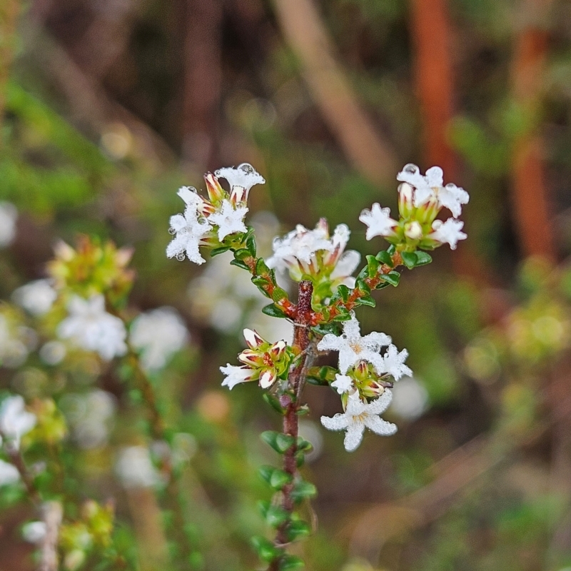 Leucopogon microphyllus var. microphyllus