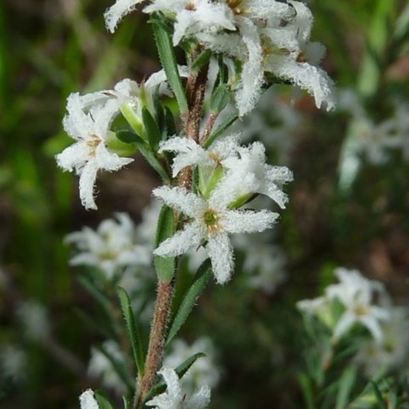 Leucopogon microphyllus var. pilibundus