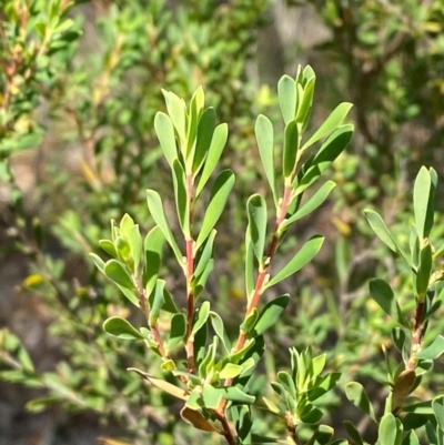 Leucopogon muticus