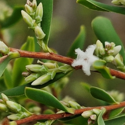 Leucopogon muticus