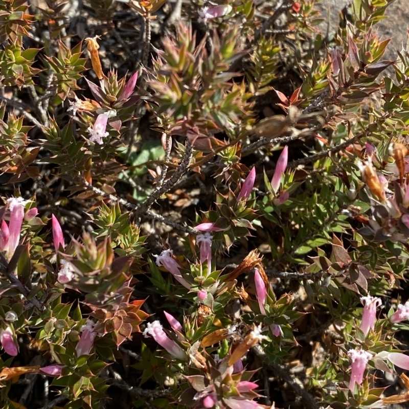 Leucopogon neoanglicus