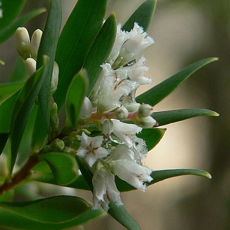 Leucopogon parviflorus