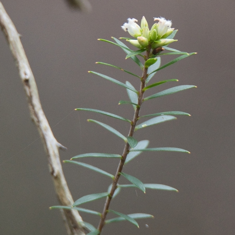 Leucopogon pimeleoides