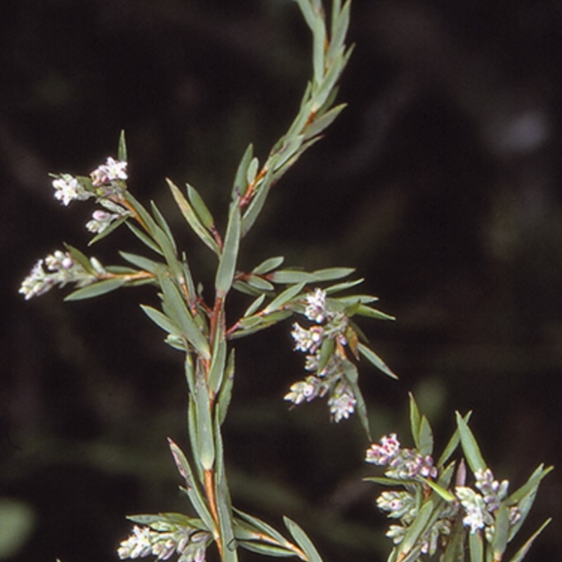 Leucopogon rodwayi