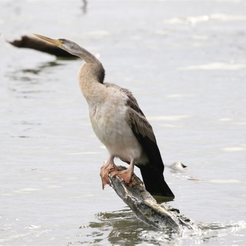 Anhinga novaehollandiae