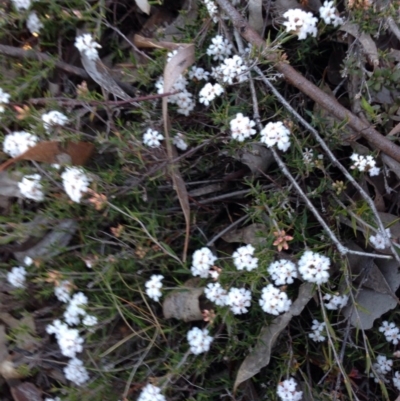 Leucopogon sp.