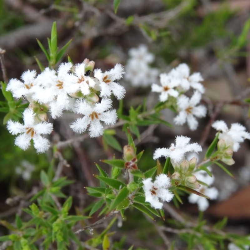 Leucopogon virgatus