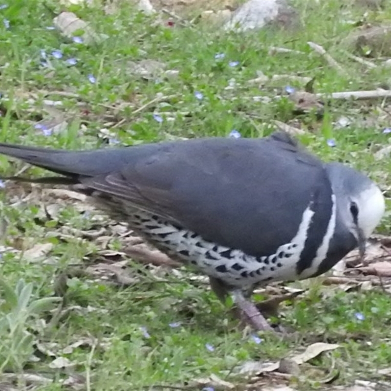 Leucosarcia melanoleuca