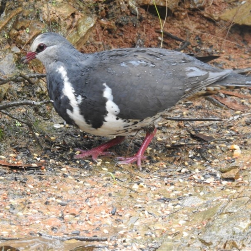 Leucosarcia melanoleuca