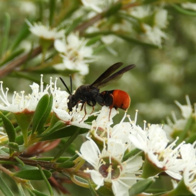 Leucospis sp. (genus)