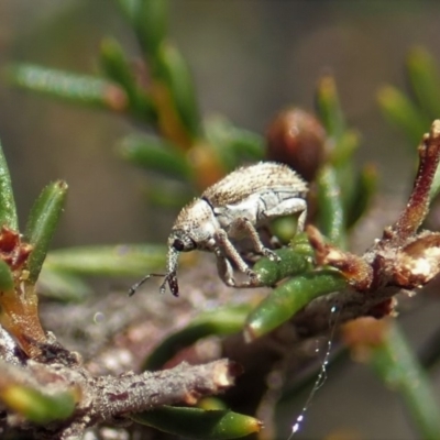 Lexithia rufipennis