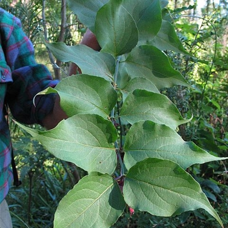 Leycesteria formosa