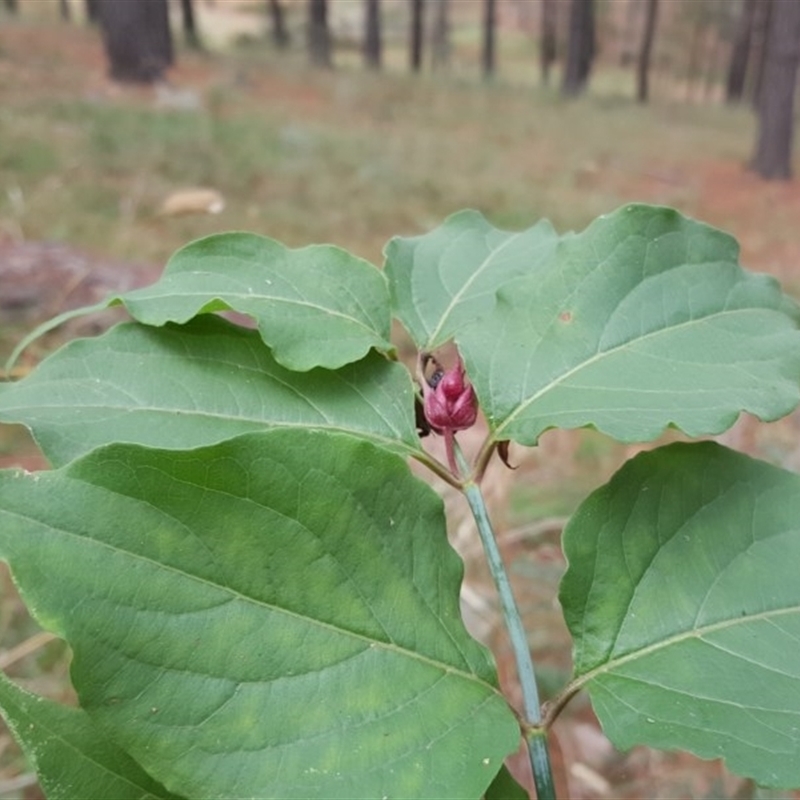 Leycesteria formosa