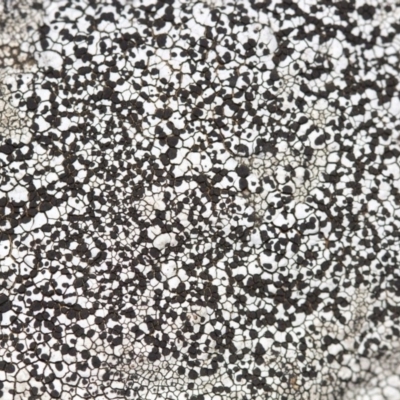 Lichen - crustose