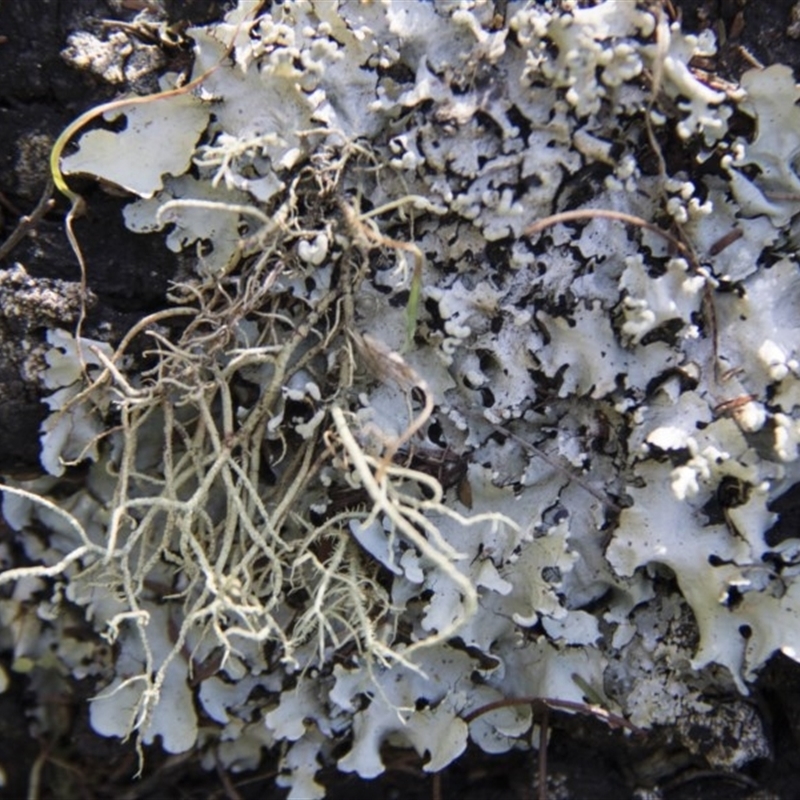 Lichen - foliose