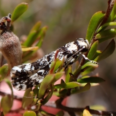 Lichenaula lichenea