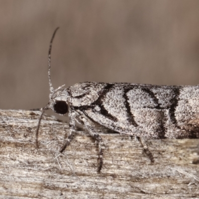 Lichenaula onychodes