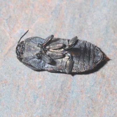 Anilara sp. (genus)