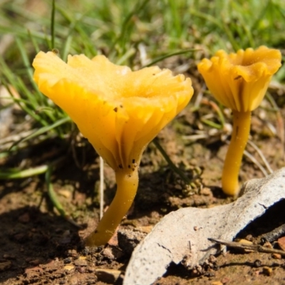 Lichenomphalia chromacea