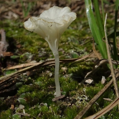 Lichenomphalia sp. white