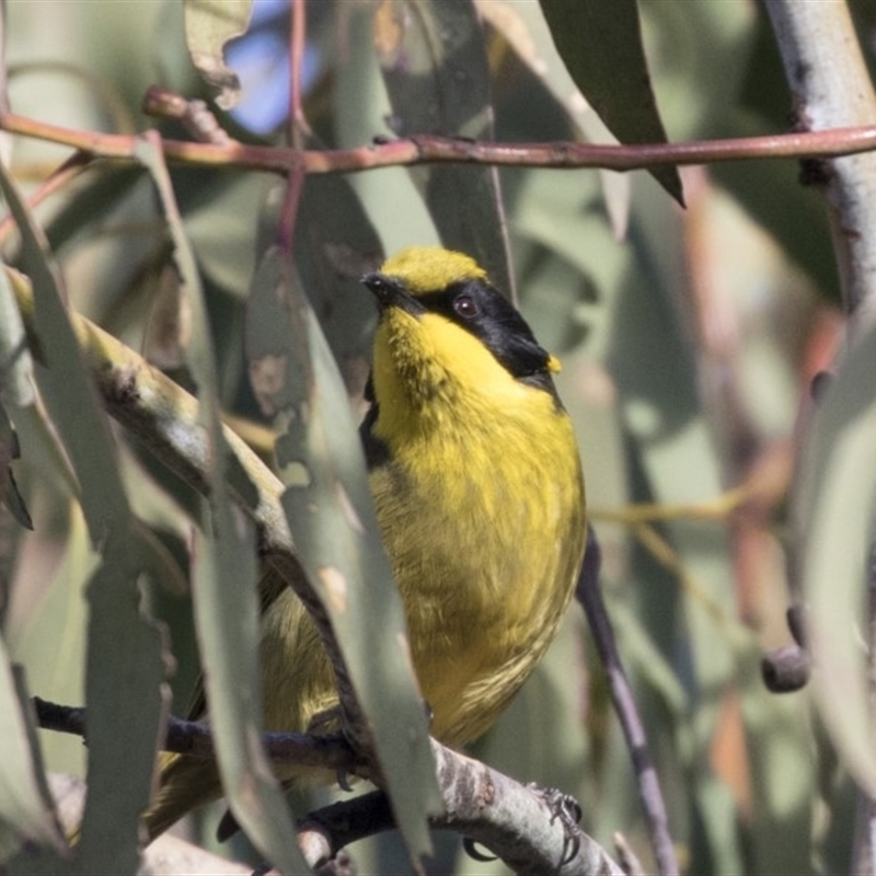 Lichenostomus melanops