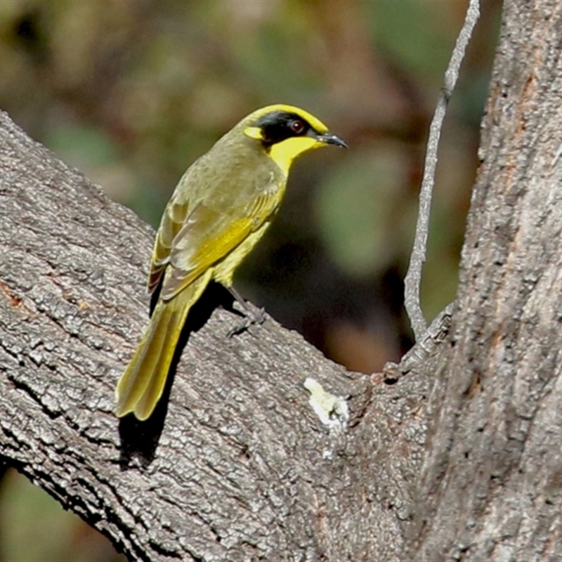 Lichenostomus melanops