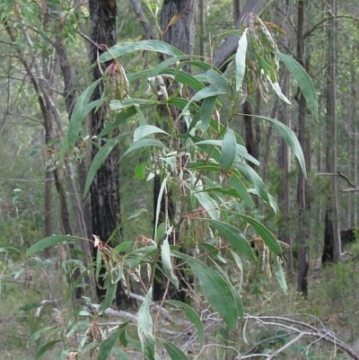 Acacia falcata