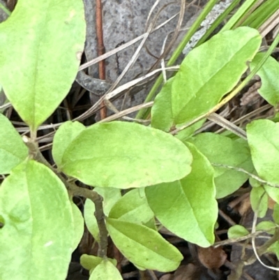 Ligustrum sp.