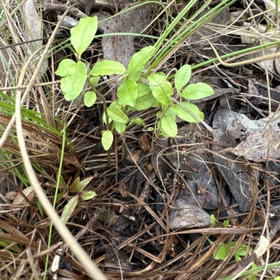 Ligustrum sp.