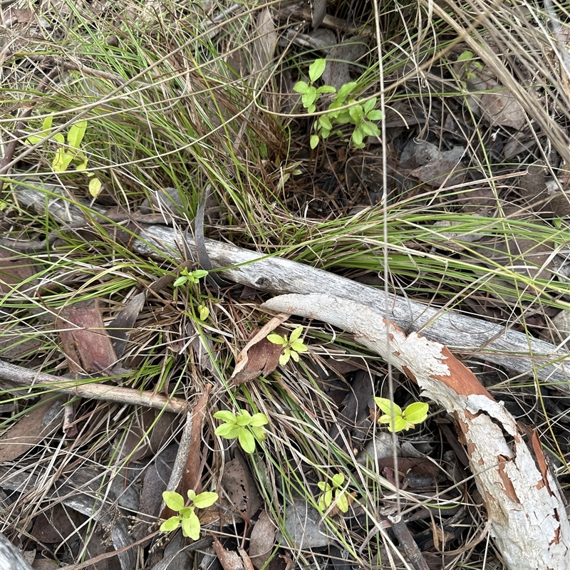 Ligustrum sp.