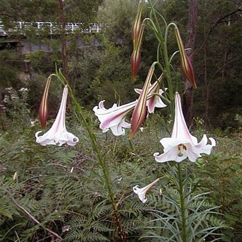 Lilium formosanum