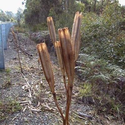 Lilium formosanum