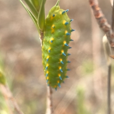 Limacodidae (family)